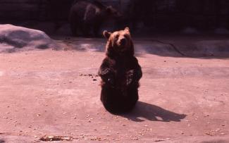 From the Dale Ernsberger Collection, a bear at the zoo in Memphis in 1961