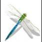 Dragonfly avatar